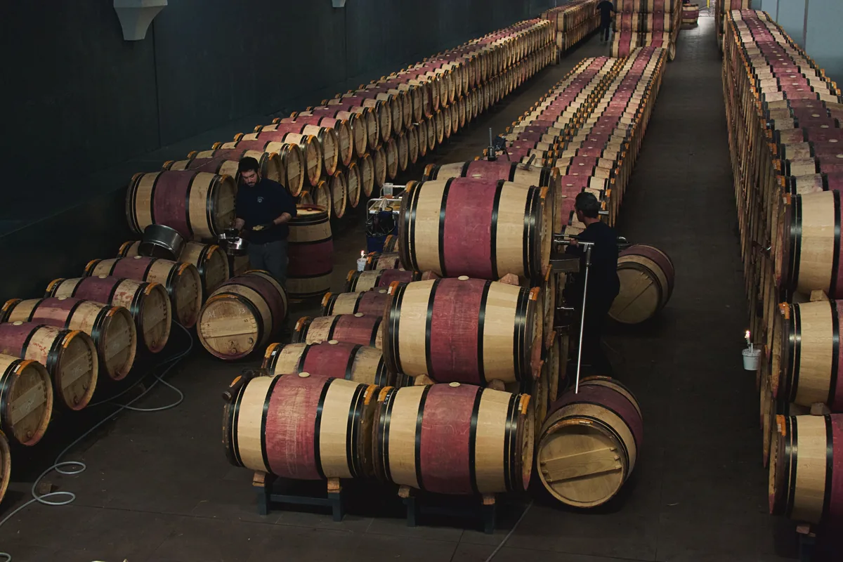 Oak wine barrels stacked in a wine cellar