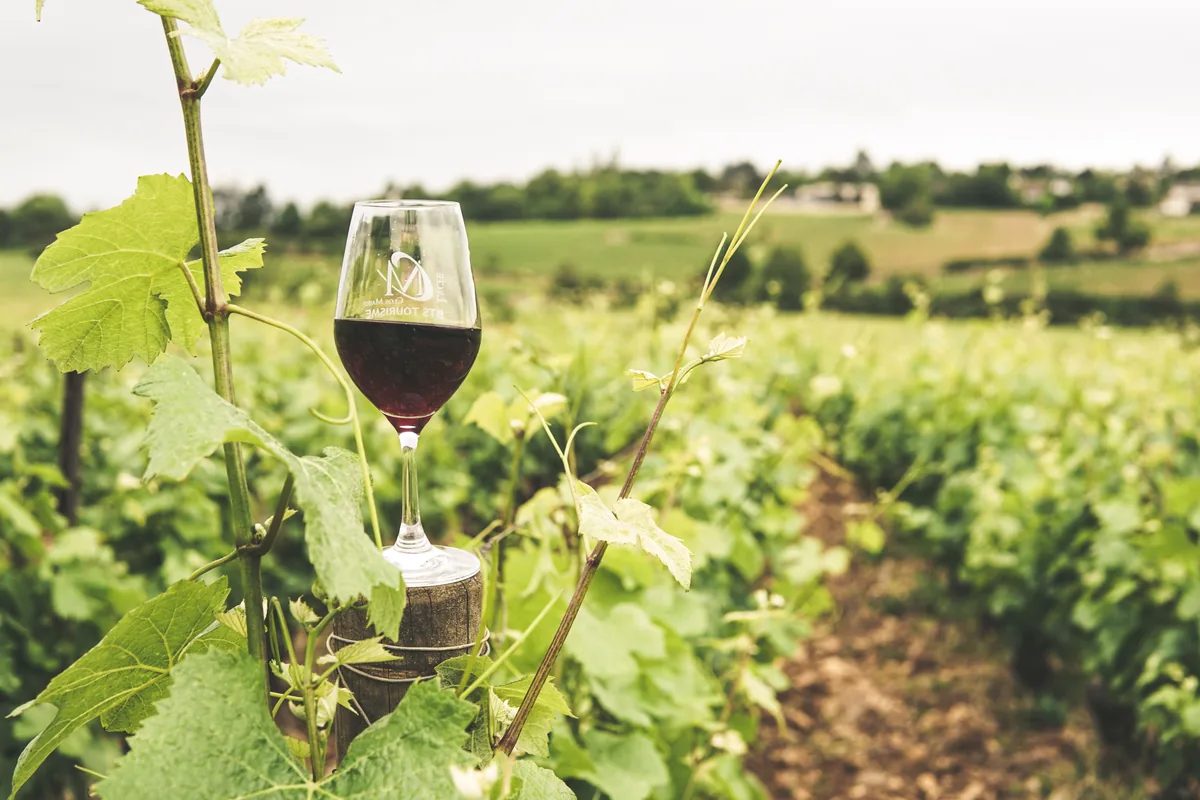 A glass of red Burgundy wine held in a vineyard
